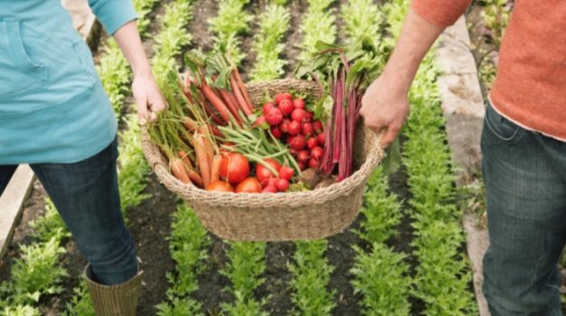 Earth Season Harvest - Acupuncture